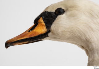 Mute swan beak head mouth 0003.jpg